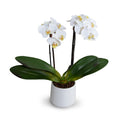 Phalaenopsis Orchid x2 in Porcelain Vase 18"H White / White