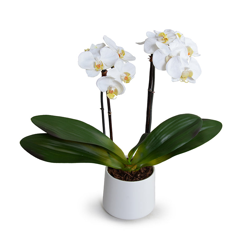 Phalaenopsis Orchid x2 in Porcelain Vase 18"H White / White