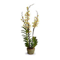 Aranda Orchids in Terracotta 40"H Green