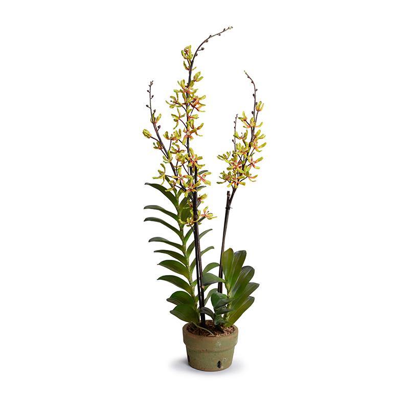 Aranda Orchids in Terracotta 40"H Green