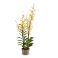 Aranda Orchids in Terracotta 40"H Yellow