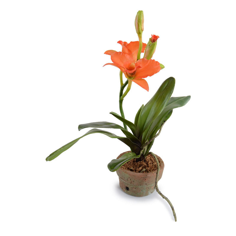 Cattleya Orchid in Terracotta 13"H