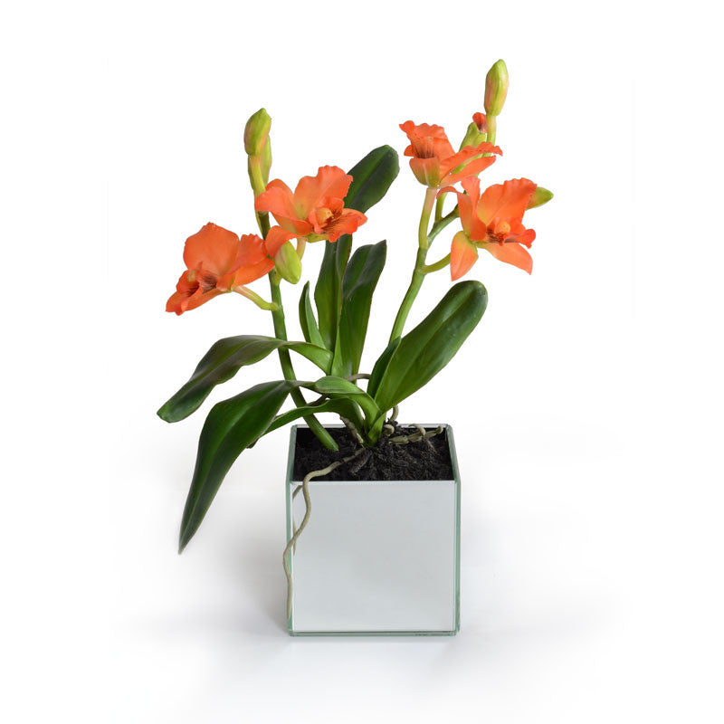 Cattleya Orchid in Mirror Vase 16"H