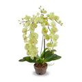Phalaenopsis Orchid x2 - Hanging 29"H