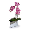 Phalaeonpsis Orchid x3 in Mirror Envelope 37"H Fuchsia