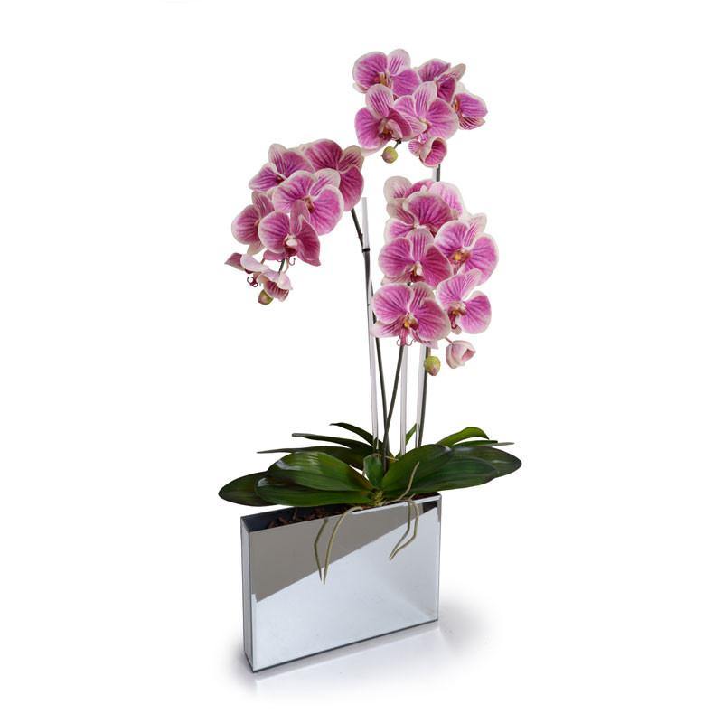 Phalaeonpsis Orchid x3 in Mirror Envelope 37"H Fuchsia