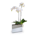 Phalaeonpsis Orchid x3 in Mirror Envelope 37"H White