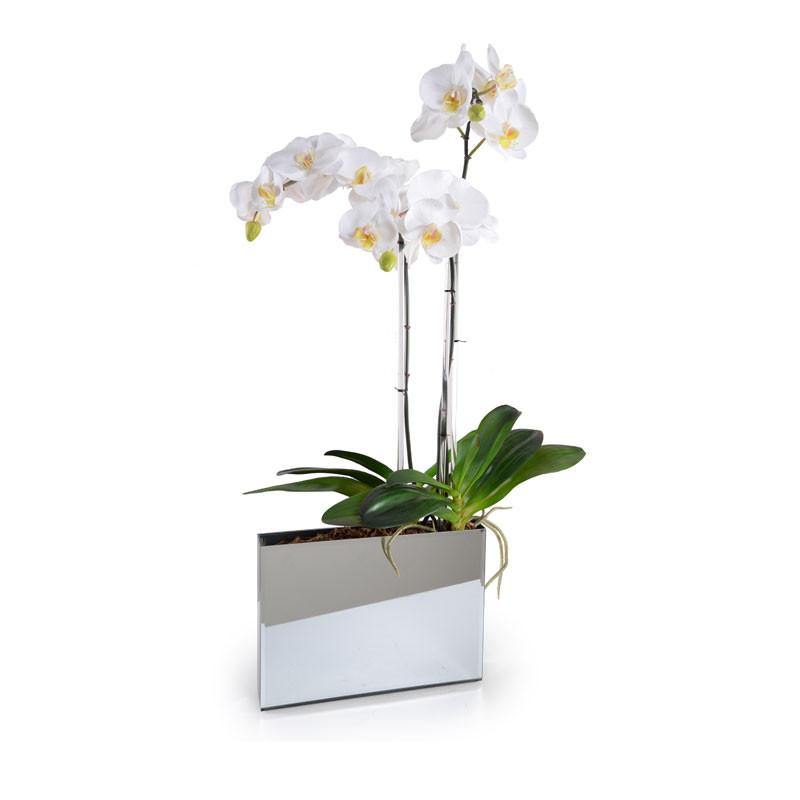 Phalaeonpsis Orchid x3 in Mirror Envelope 37"H White