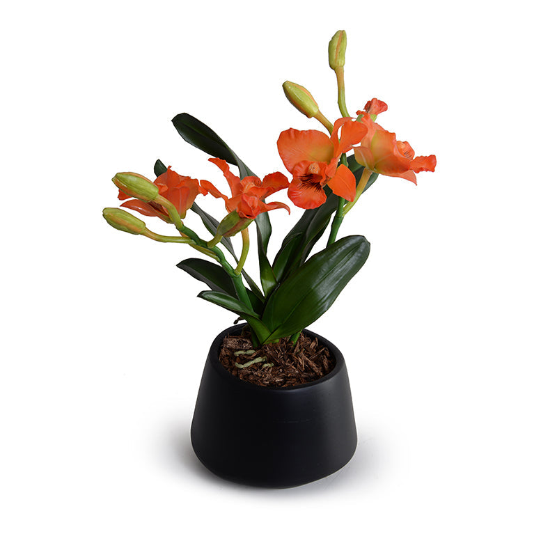 Cattleya Orchid in Black Porcelain 14"H