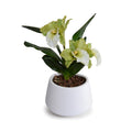 Cattleya Orchids in White Porcelain 13"H