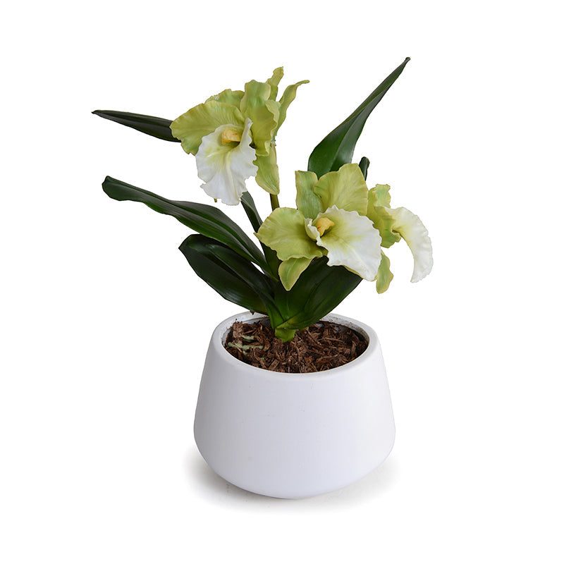 Cattleya Orchids in White Porcelain 13"H