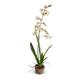 Oncidium Orchids, Hybrid Single