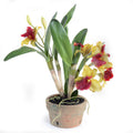 Cattleya Orchid in Terracotta 22"H Red Green
