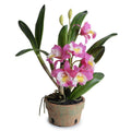 Cattleya Orchid in Terracotta 22"H Pink