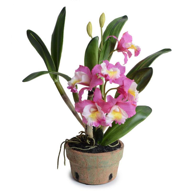 Cattleya Orchid in Terracotta 22"H Pink