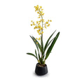 Oncidium Orchid in Black Porcelain Vase 32"H