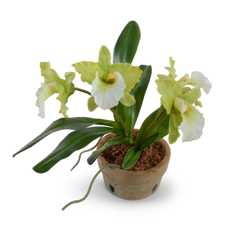 Cattleya Orchid in Terracotta 12"H