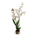 Oncidium Orchids, Hybrid Double