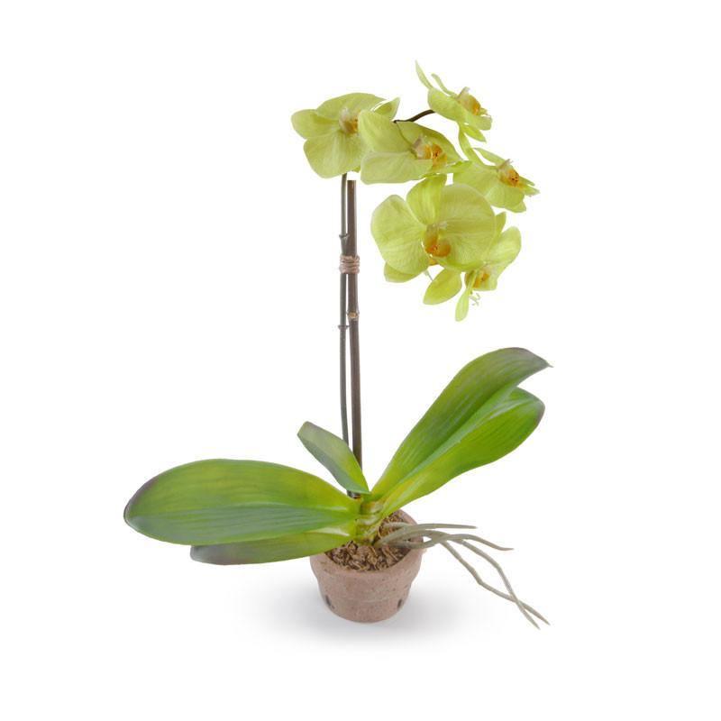 Phalaenopsis Orchid x1 in Terracotta 14"H Green