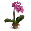 Phalaenopsis Orchid x1 in Terracotta 14"H Fuchsia