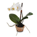 Phalaenopsis Orchid x1 in Terracotta 14"H White