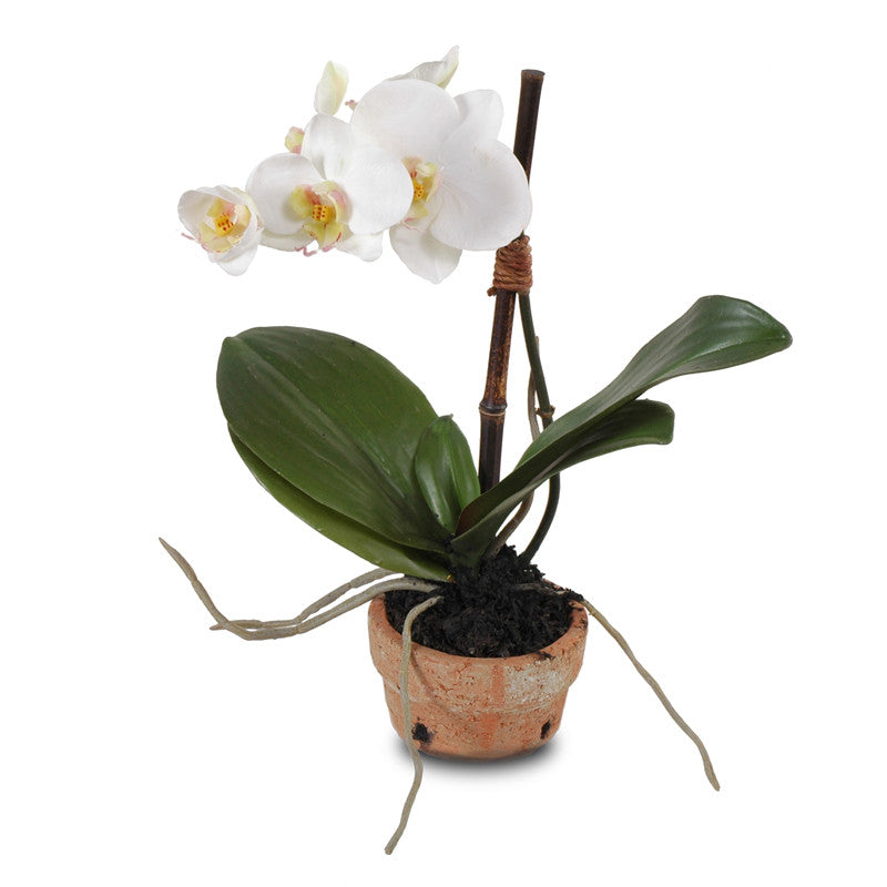 Phalaenopsis Orchid x1 in Terracotta 14"H White