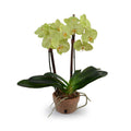 Phalaenopsis Orchid x2 in Terracotta 18"H Green