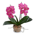 Phalaenopsis Orchid x2 in Terracotta 18"H Fuchsia