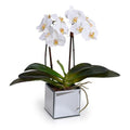 Phalaenopsis Orchid x2 in Mirror Vase 19"H