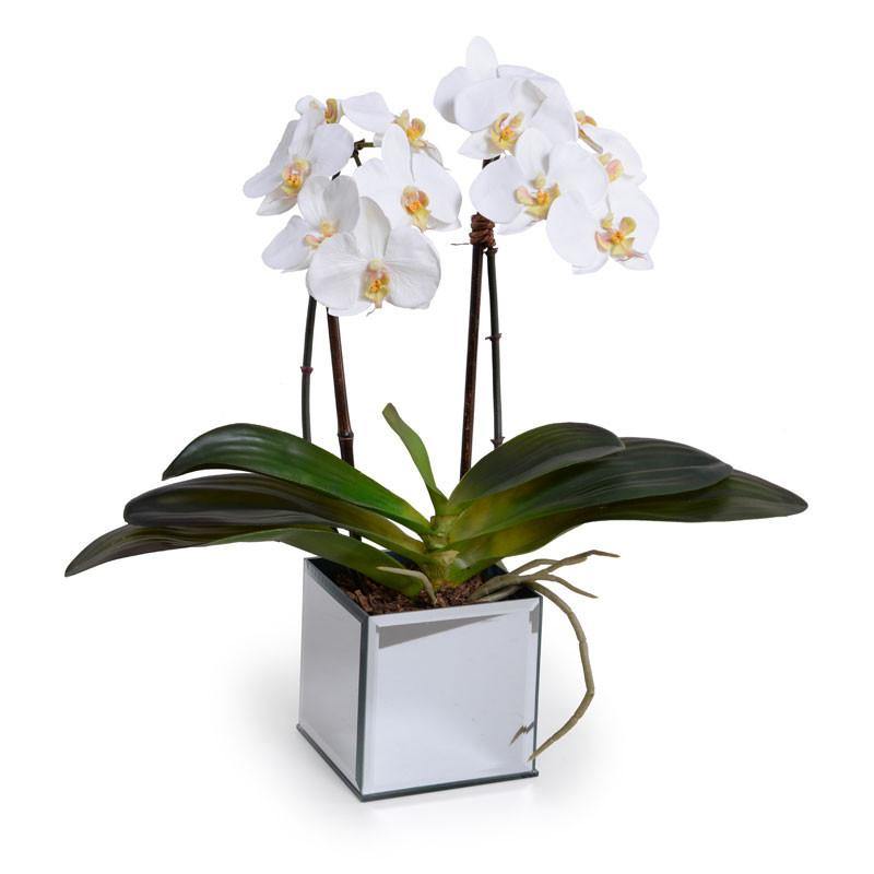 Phalaenopsis Orchid x2 in Mirror Vase 19"H