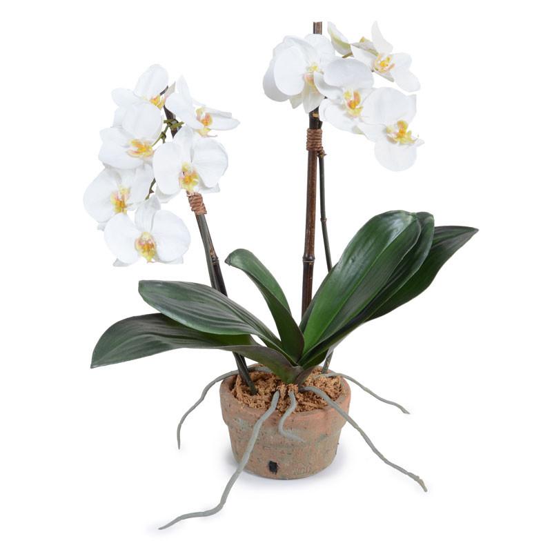 Phalaenopsis Orchid x2 in Terracotta 18"H White
