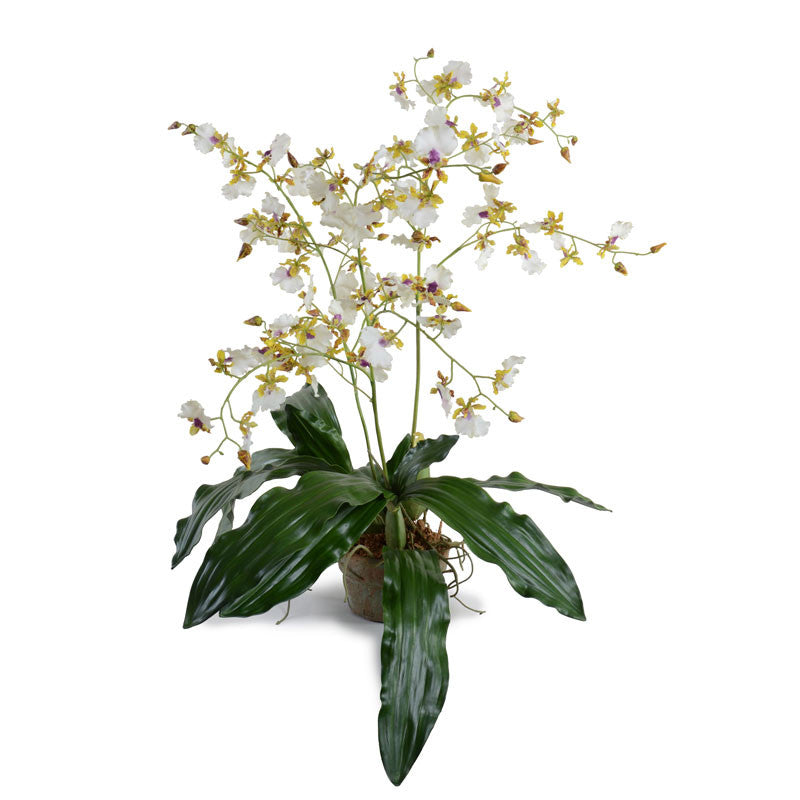 Hybrid Oncidium Orchid 34"H