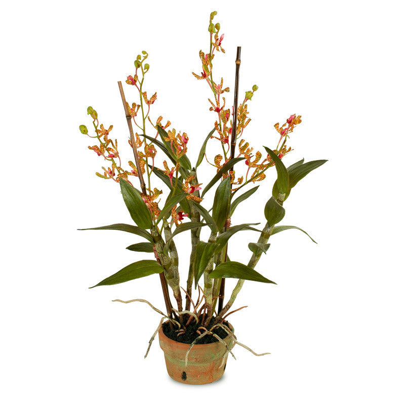 Dendrobium Orchid in Terracotta 36"H