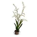 Brassia (Spider) Orchids Double / Terracotta Orchid Pot