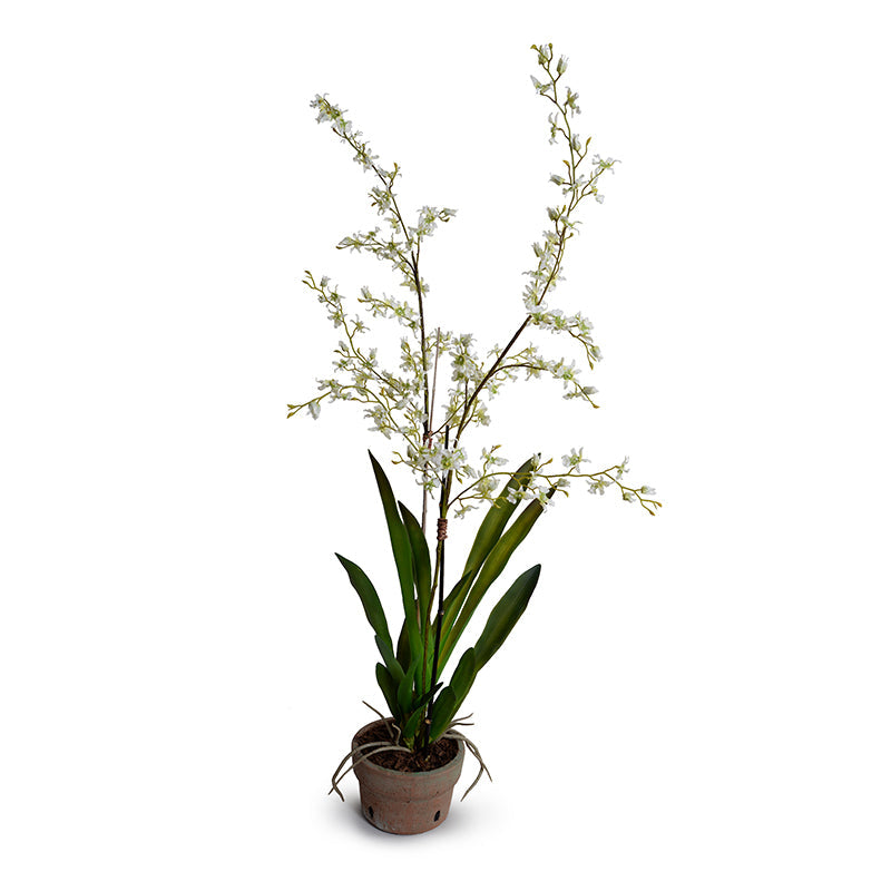 Brassia (Spider) Orchids Double / Terracotta Orchid Pot