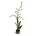 Brassia (Spider) Orchids Single / Terracotta Orchid Pot