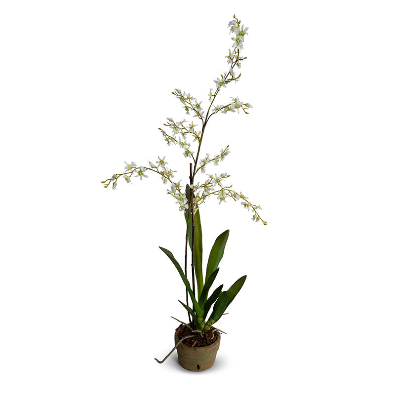 Brassia (Spider) Orchids Single / Terracotta Orchid Pot