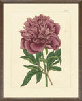 Eva's Garden I