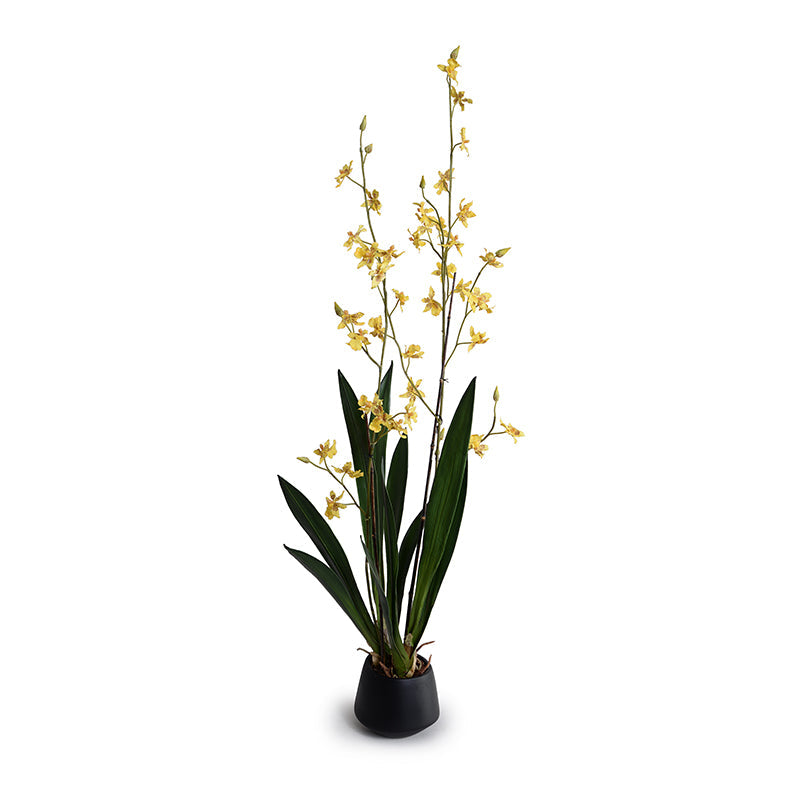 Zygopetalum Orchid in Black Porcelain Vase, 50"H - Yellow