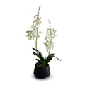 Spider Orchid in Porcelain Vase 24"H Black Ceramic