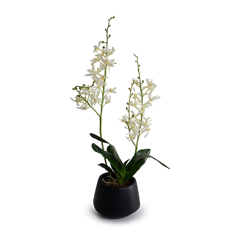 Spider Orchid in Porcelain Vase 24"H Black Ceramic