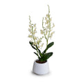 Spider Orchid in Porcelain Vase 24"H White Ceramic