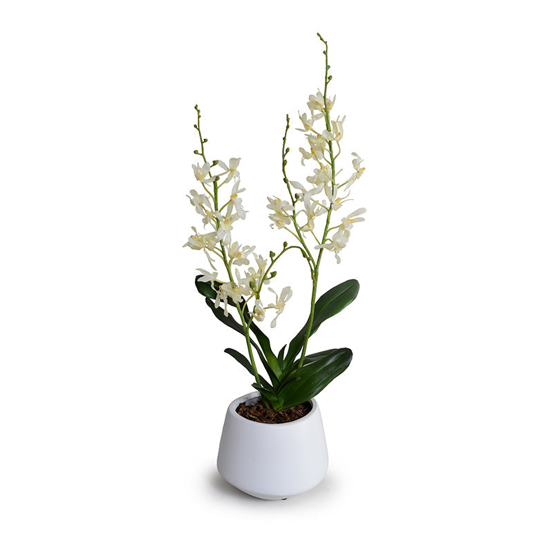 Spider Orchid in Porcelain Vase 24"H White Ceramic