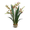 Cymbidium Orchid in Terracotta 29"H