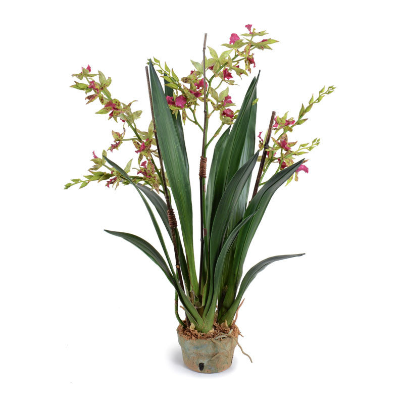 Cymbidium Orchid in Terracotta 29"H