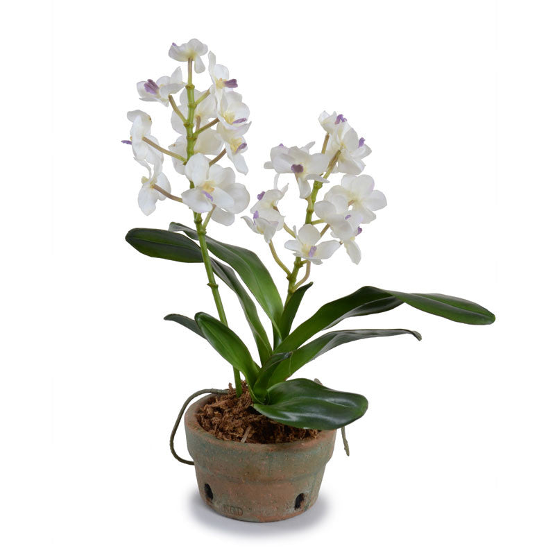 Vanda Orchid 16"H Terracotta Orchid Pot