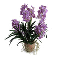Vanda Orchid Plant Natural Terracotta