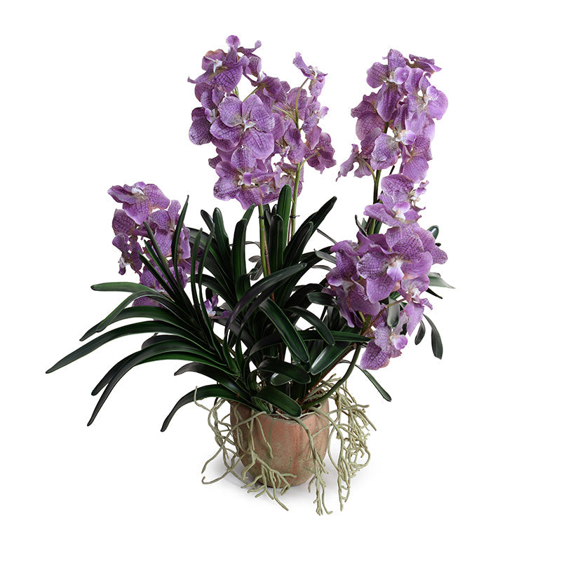 Vanda Orchid Plant Natural Terracotta