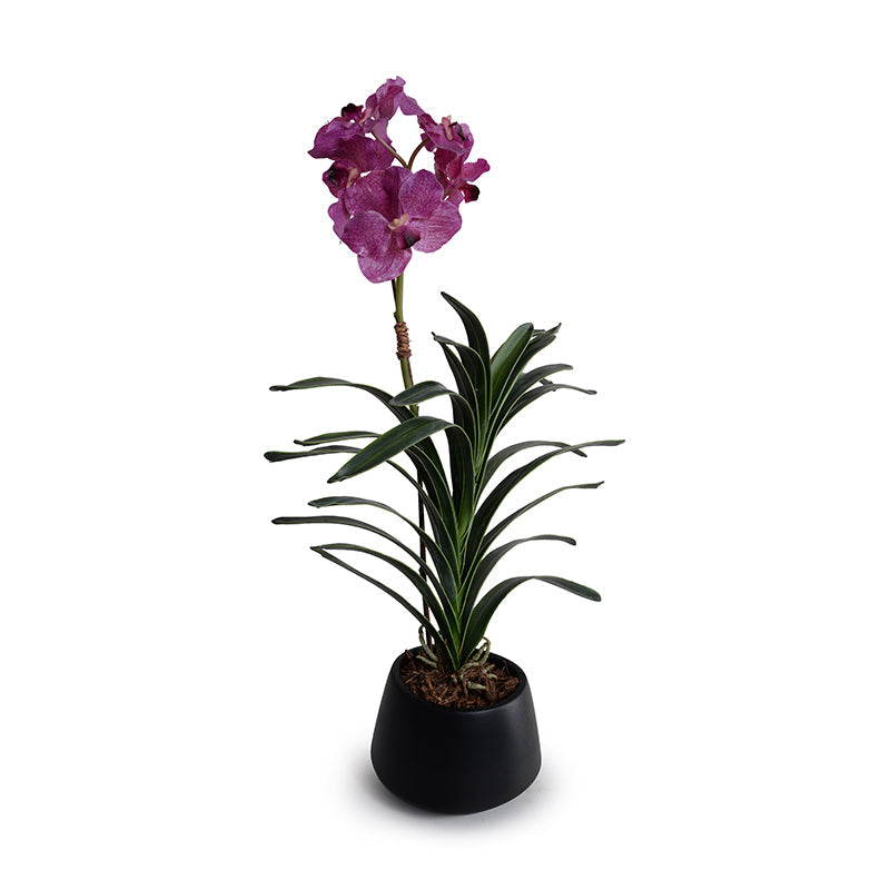 Vanda Orchid in Black Porcelain 27"H
