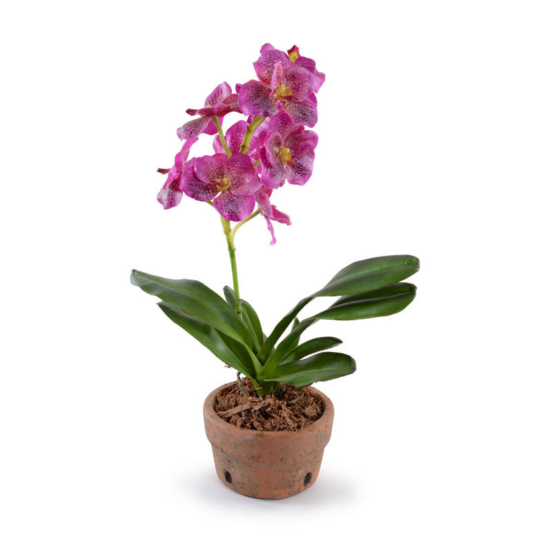 Vanda Orchid in Terracotta 18"H Fuchsia